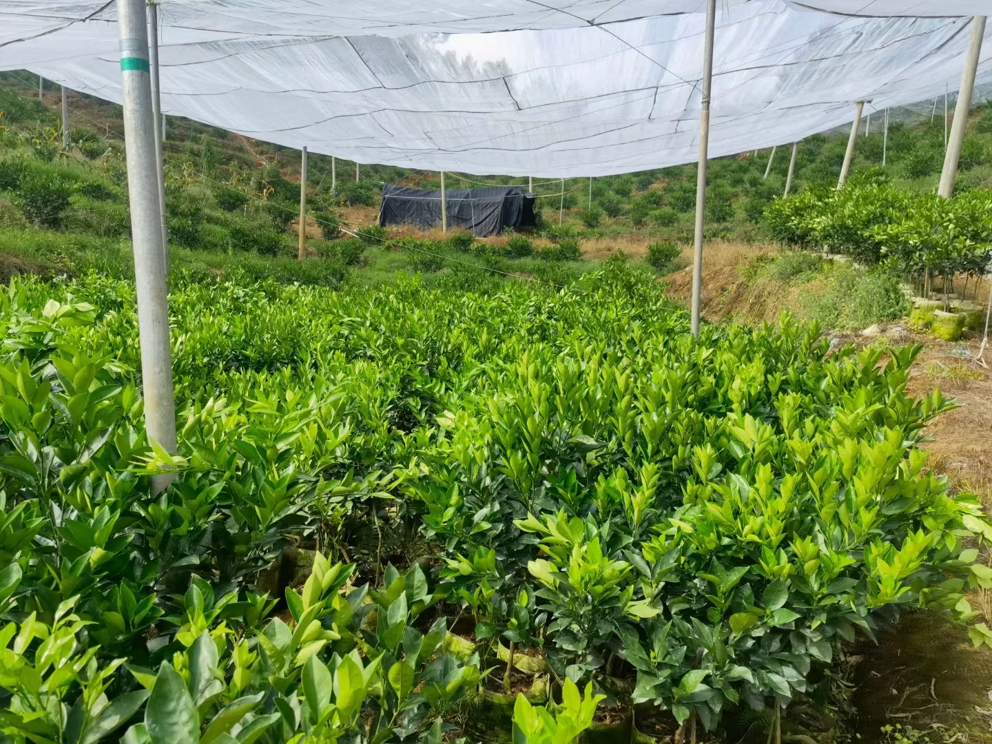 nylon screen