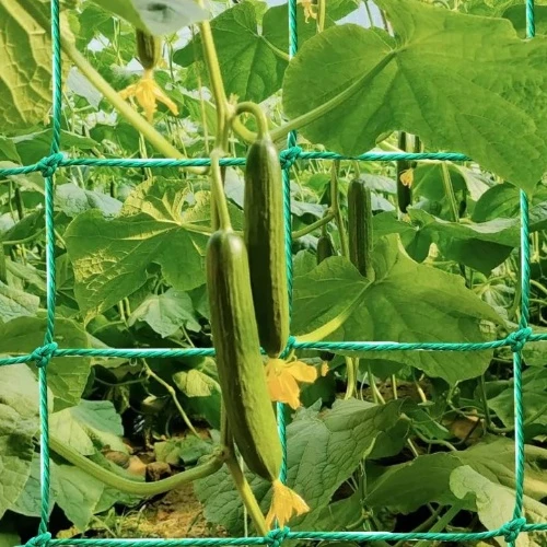 head nets for bugs