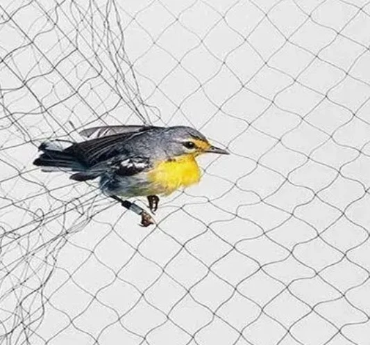 Wholesale price plastic knotted Bird Netting HDPE Anti Bird Netting for Fruit & Vegetable Protection