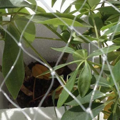 stainless steel welded wire mesh