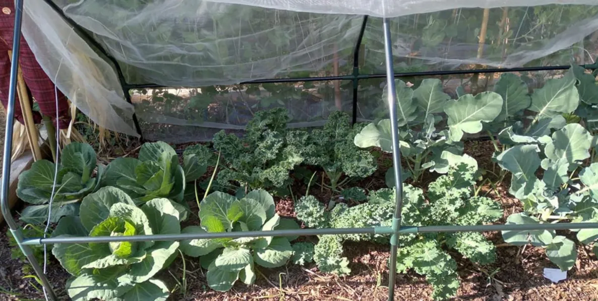 agri nets