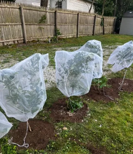rigid plastic mesh