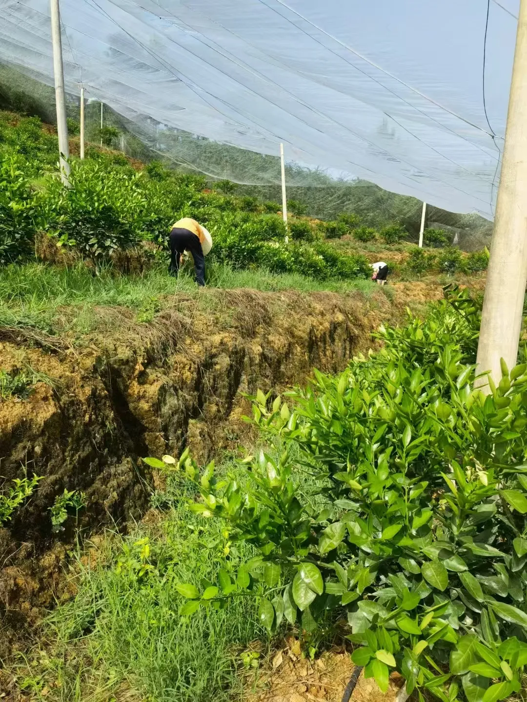 nylon wire mesh