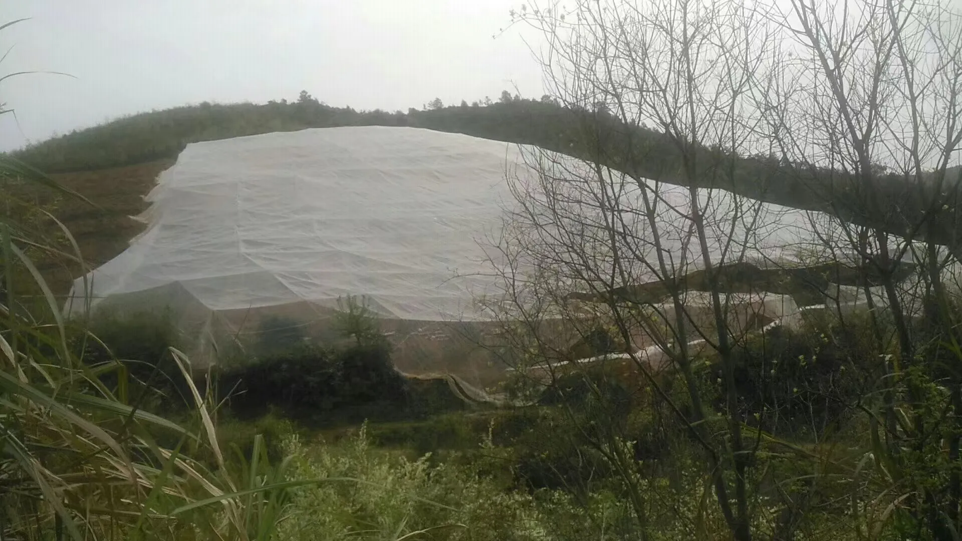 netting to keep bugs out