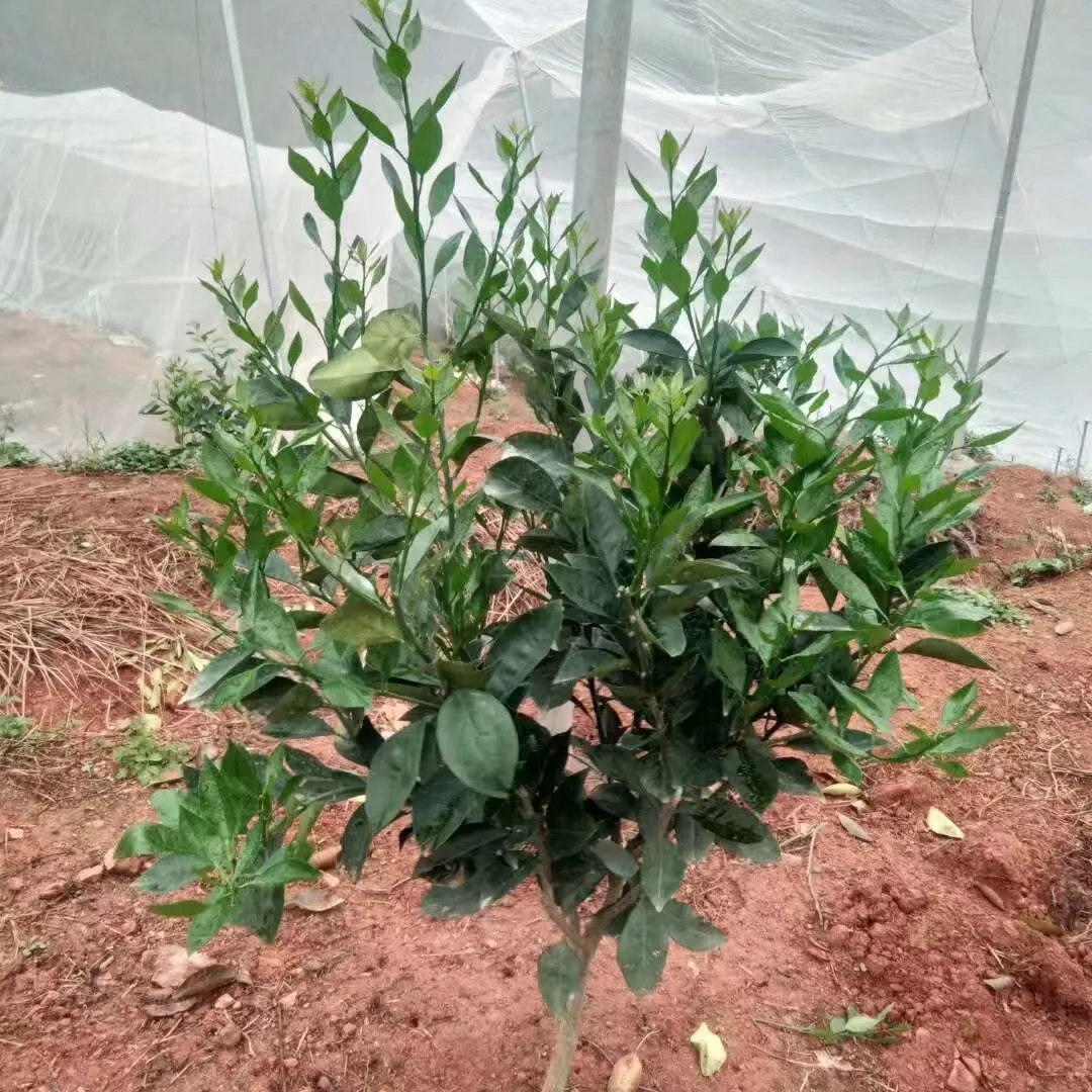 agricultural insect netting