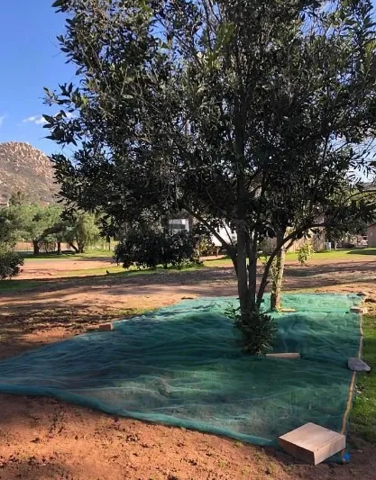 triangle shade net