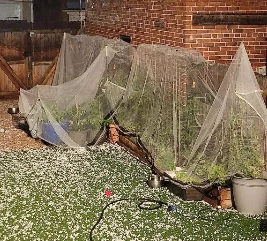 personal bug net