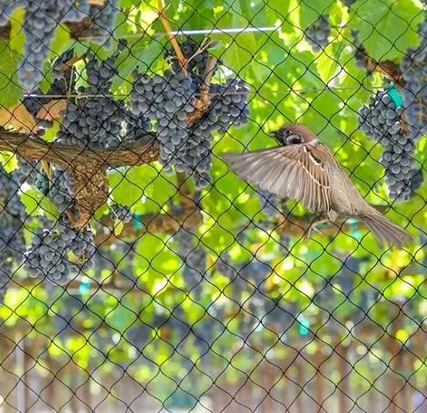 100% HDPE Agricultural Bird Proof Netting Knotted Heavy-Duty Bird Netting