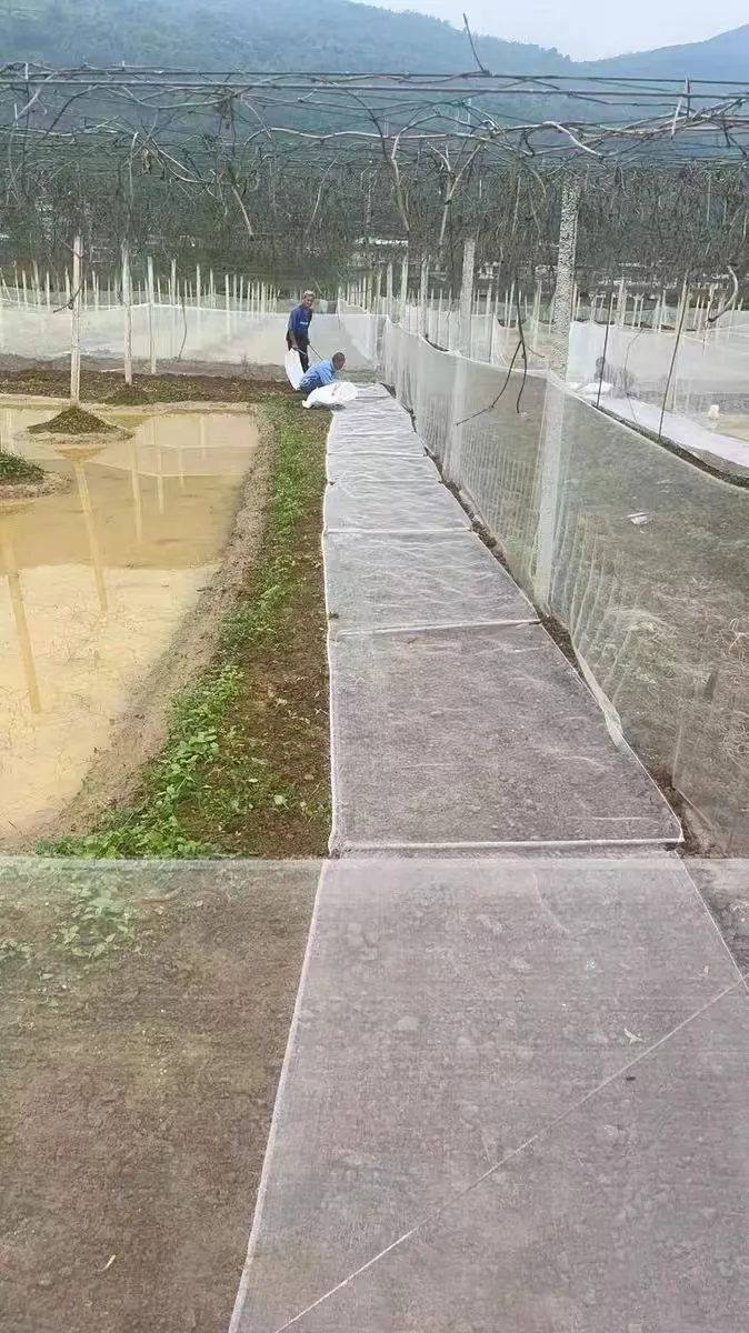 insect collecting net use