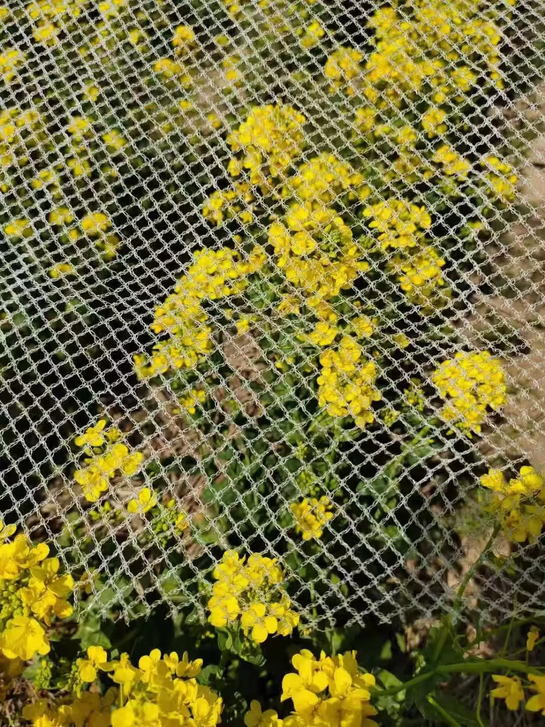 nylon wire mesh