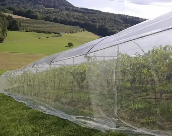 sun shade green net