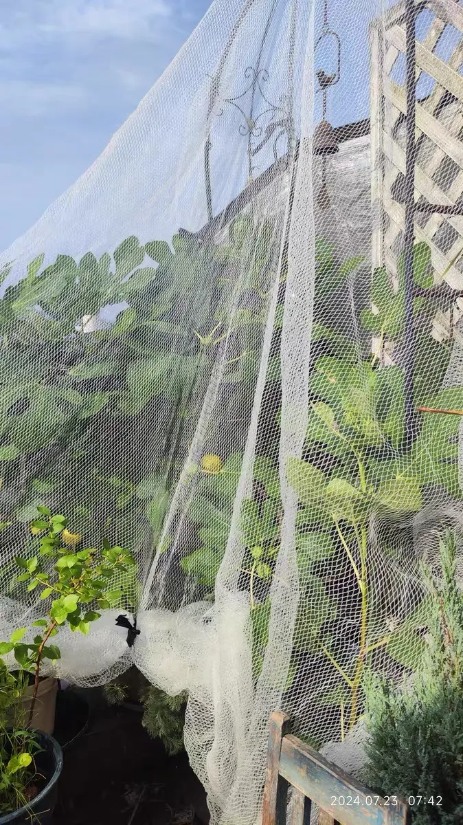 cloth bird netting