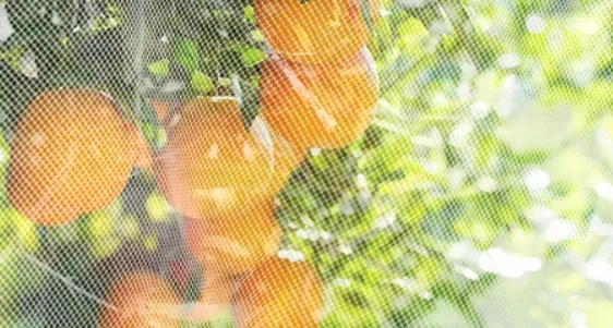 wire fabric mesh