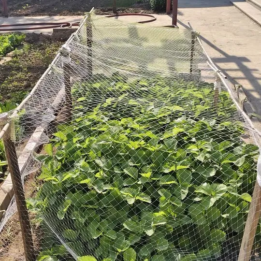 nylon insect mesh