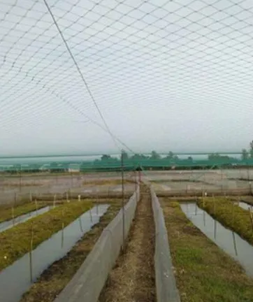 nylon chicken mesh