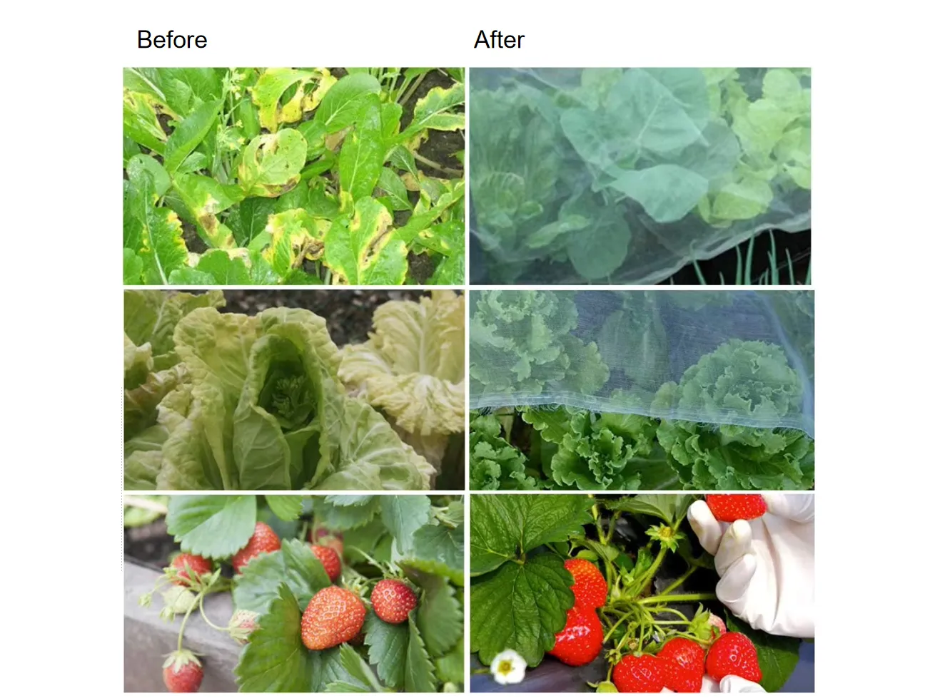 aphid proof netting