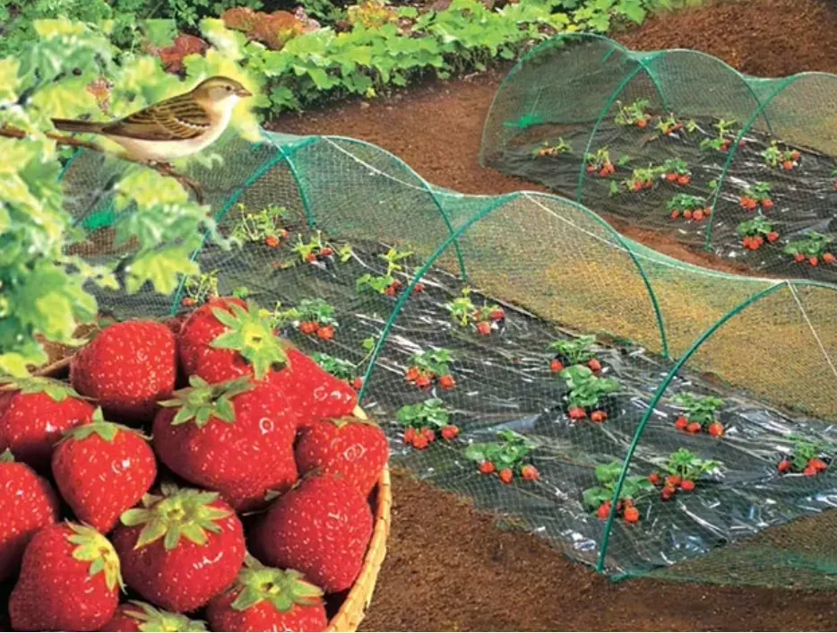 bird proof netting
