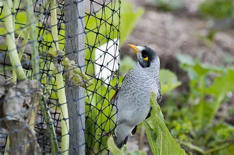 bird control netting