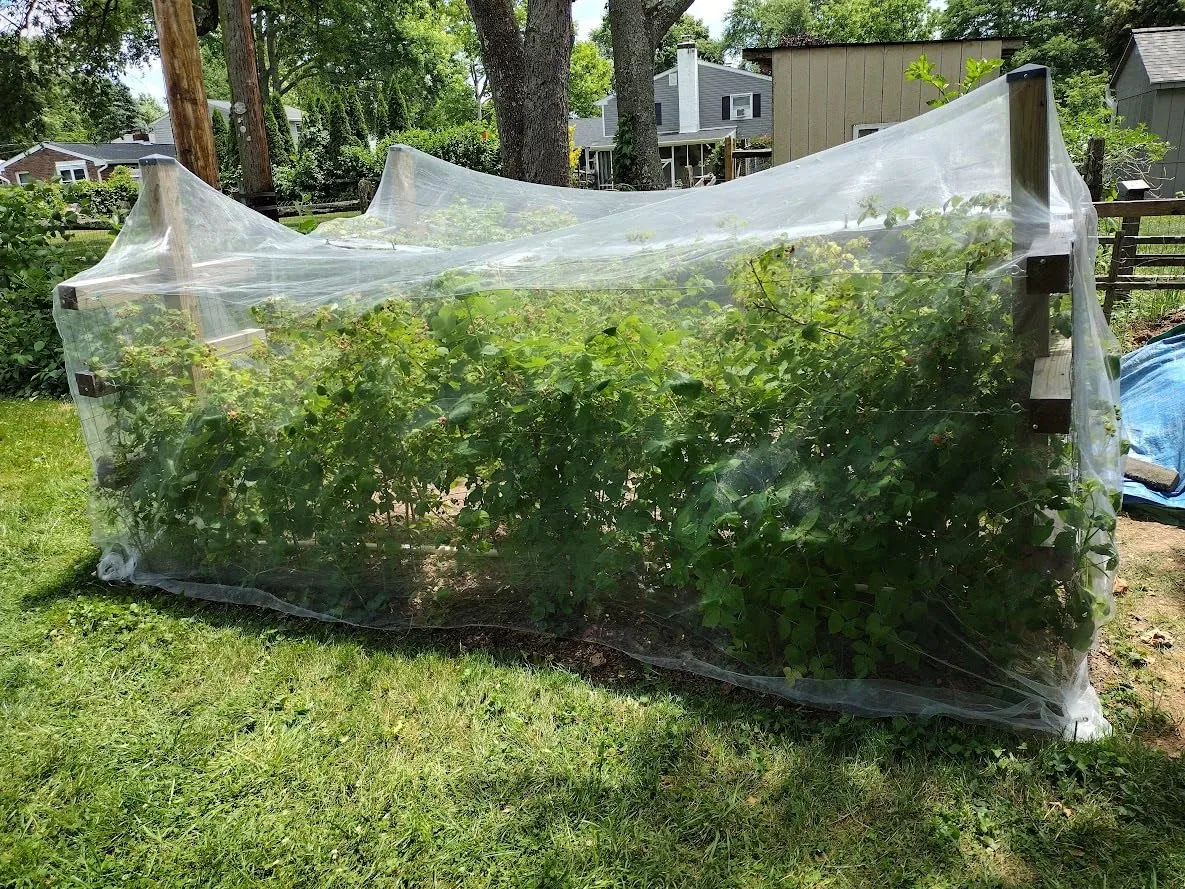 aquatic insect net