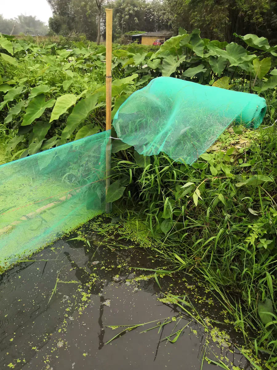 bird net