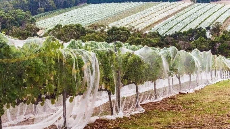netting to keep birds out
