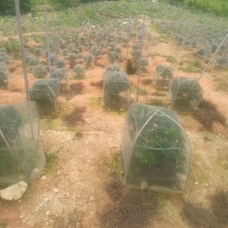 Fruits tree netting Fruits tree netting